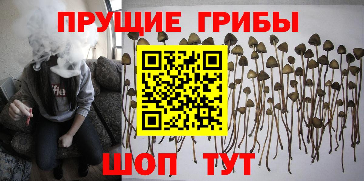 Псилоцибиновые грибы Cubensis  Псилоцибиновые грибы Cubensis  Черемхово  Вход с VPN 